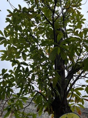 Elaeocarpus decipiens