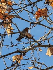 Erithacus rubecula