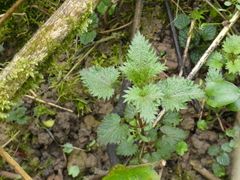 Urtica urens