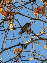 Erithacus rubecula