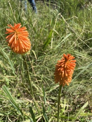 Kniphofia uvaria