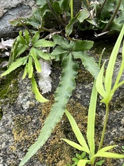 Pteris multifida