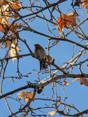 Erithacus rubecula