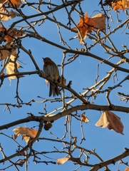 Erithacus rubecula
