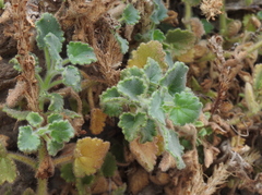 Lafuentea rotundifolia