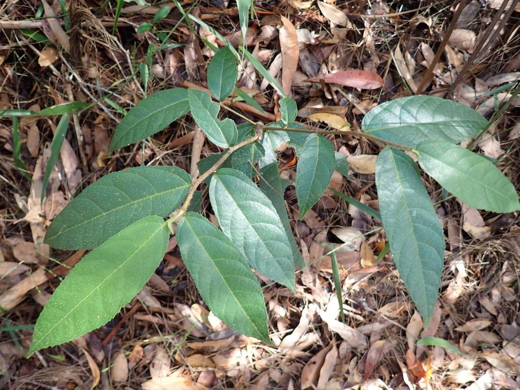 creek sandpaper fig from North Maleny QLD 4552, Australia on February
