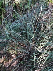 Schizachyrium