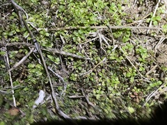 Valerianella
