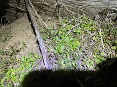 Valerianella