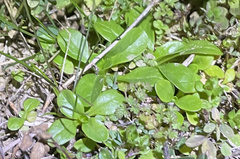 Valerianella