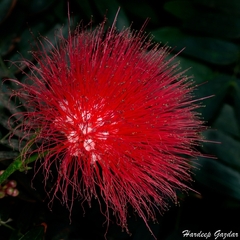 Calliandra haematocephala