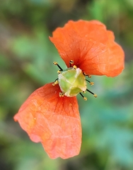 Papaver dubium