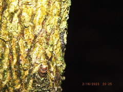Allocapnia vivipara
