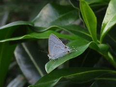Hypolycaena philippus