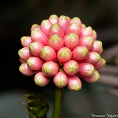 Calliandra haematocephala