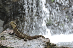 Eastern Water Dragon photo 4