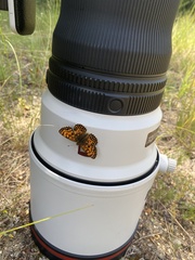 Melitaea
