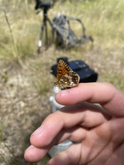 Melitaea