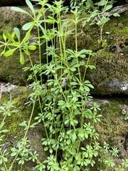 Galium spurium