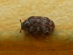 Anthrenocerus australis