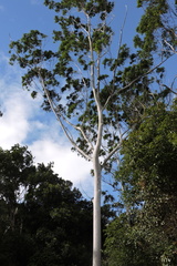 Eucalyptus grandis