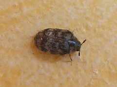 Anthrenocerus australis