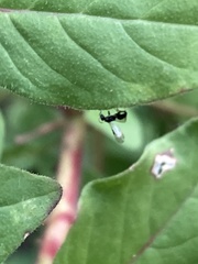 Parapalaeosepsis plebeia
