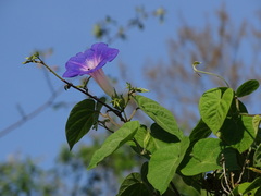Ipomoea indica