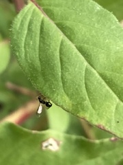 Parapalaeosepsis plebeia