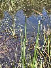 Typha capensis