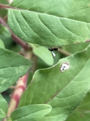 Parapalaeosepsis plebeia