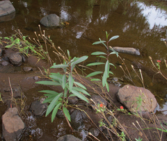 Cryptostegia grandiflora