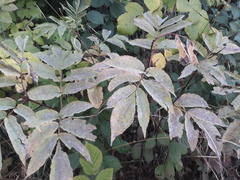 Erysiphe vanbruntiana sambuci-racemosae