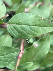 Parapalaeosepsis plebeia