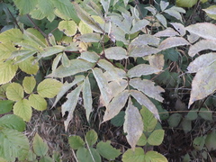 Erysiphe vanbruntiana sambuci-racemosae