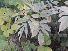 Erysiphe vanbruntiana sambuci-racemosae