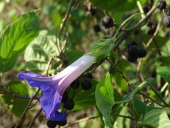 Ipomoea indica