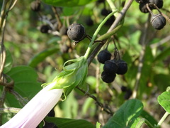 Ipomoea indica