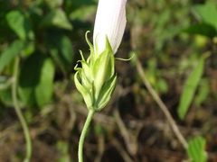Ipomoea indica