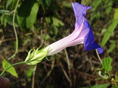 Ipomoea indica