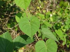 Ipomoea indica