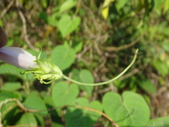 Ipomoea indica