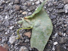Erysiphe convolvuli