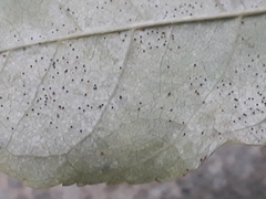 Phyllactinia fraxini