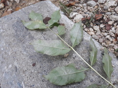 Phyllactinia fraxini