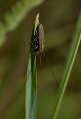 Calamobius filum