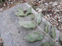 Phyllactinia fraxini