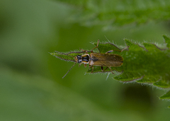 Cantharis decipiens