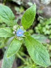 Thyrocarpus sampsonii