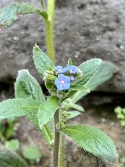 Thyrocarpus sampsonii